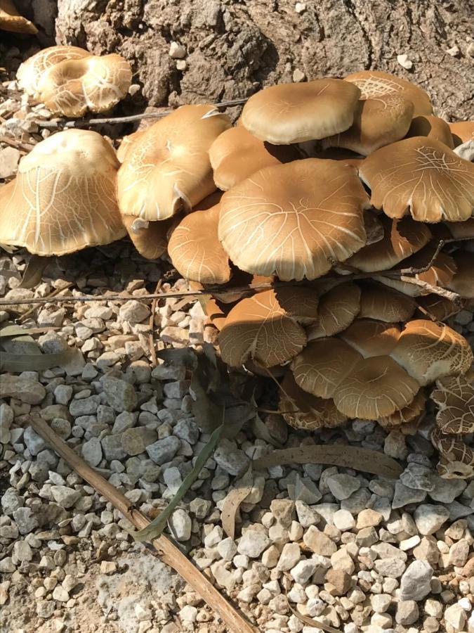 Hotel Oasis Country Park Rugat Zewnętrze zdjęcie